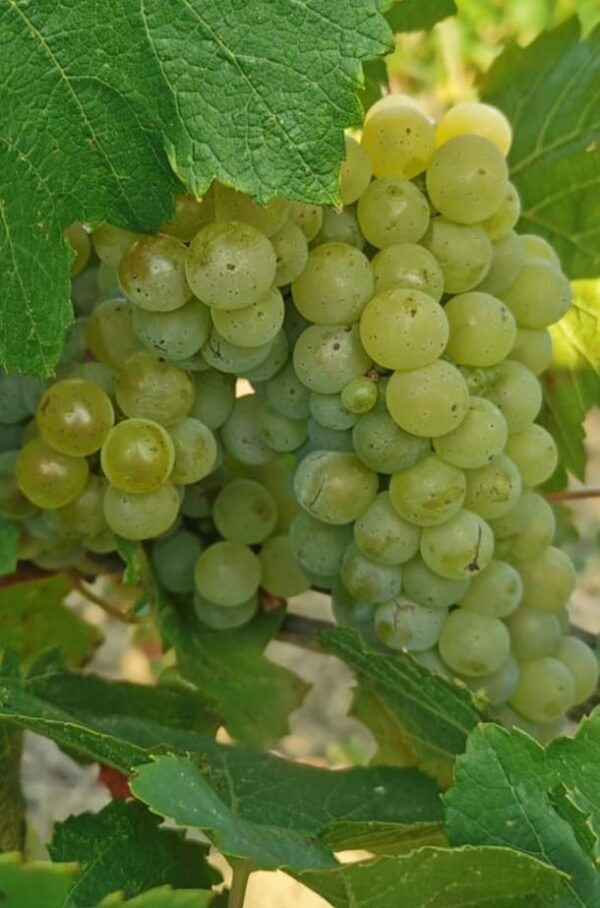 CHARDONNAY RAISIN