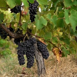 L’impacte du climat sur nos vendanges