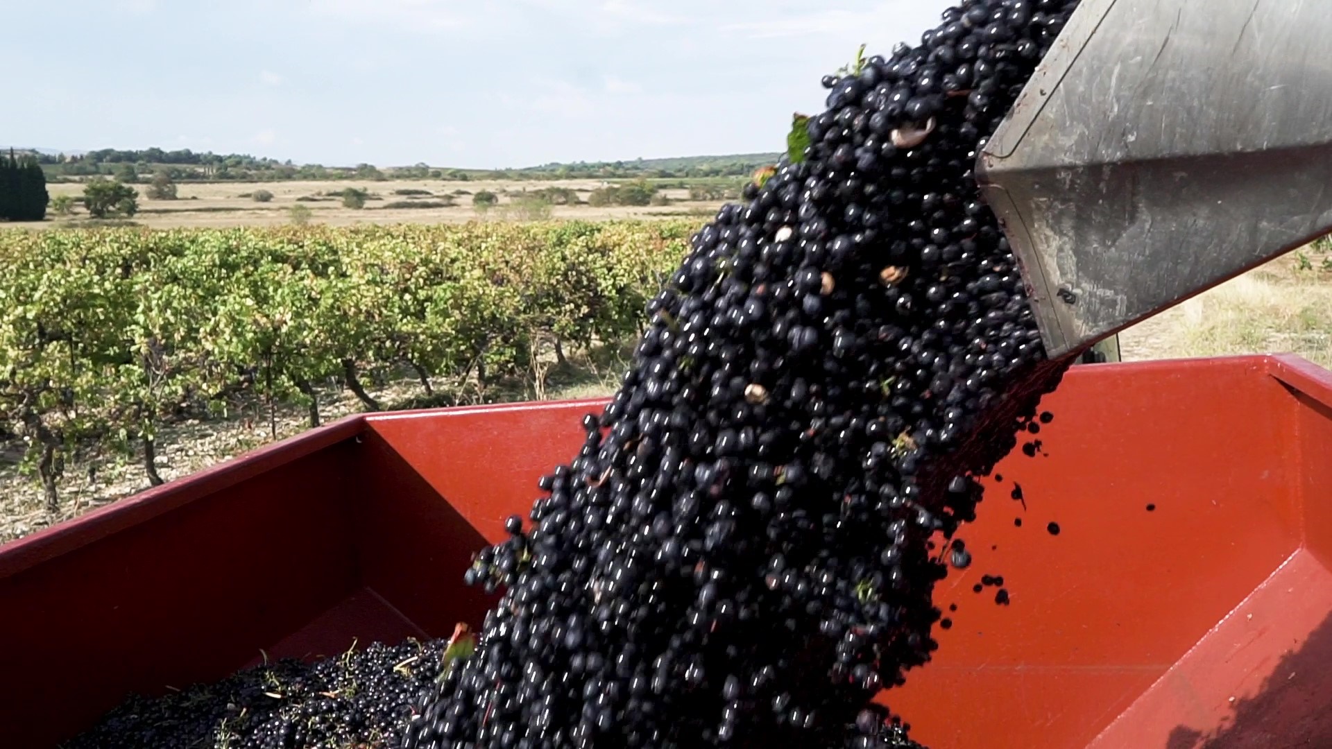 BASTIDE raisin et benne