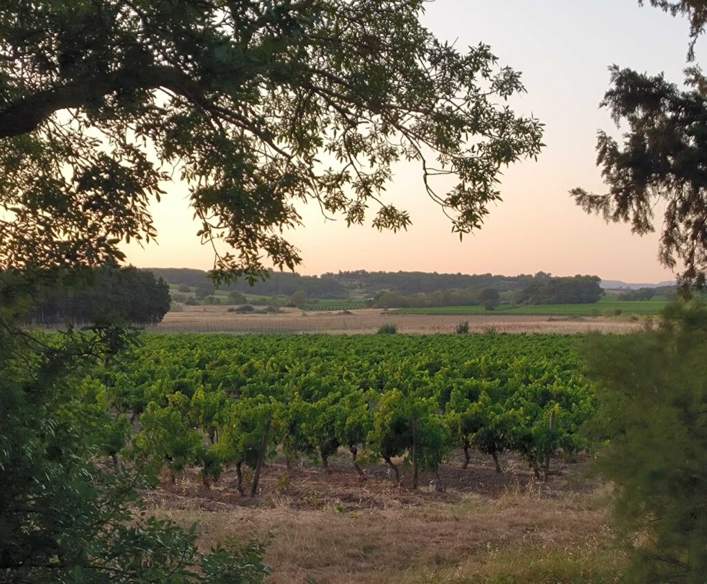 vignoble rougepeyre