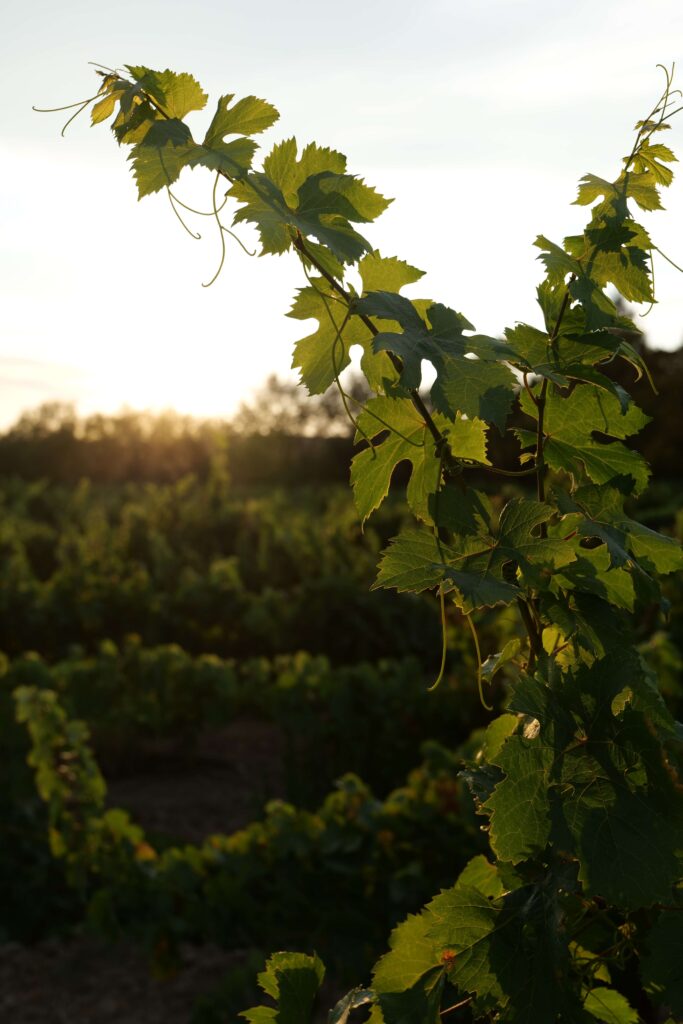 la vigne Malbec au coucher de soleil