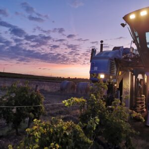 Les Vendanges de NUIT : une récole sous les étoiles