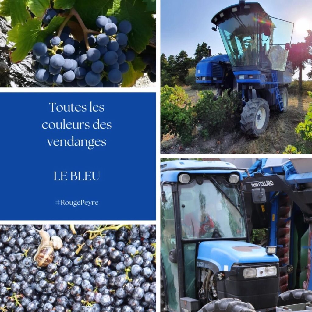 Les couleurs des vendanges Le Bleu