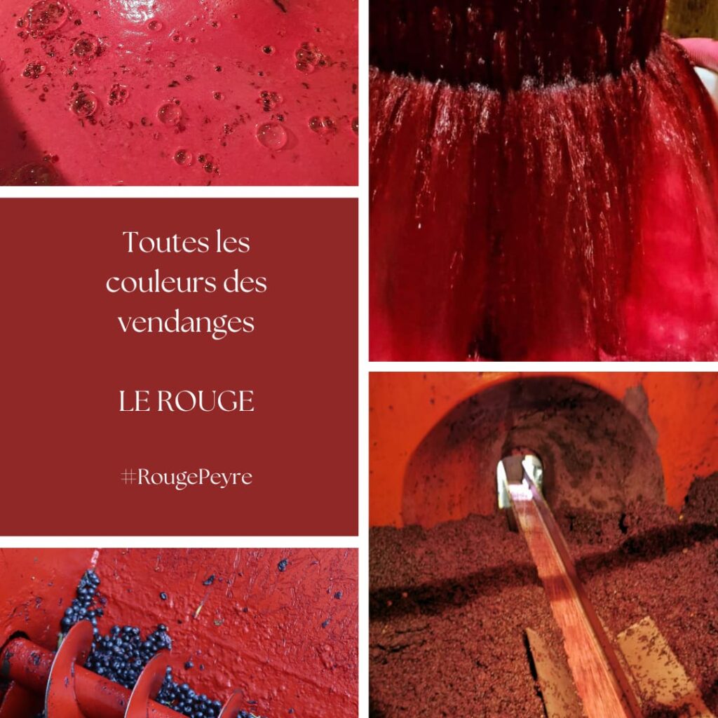 Les couleurs des vendanges le Rouge