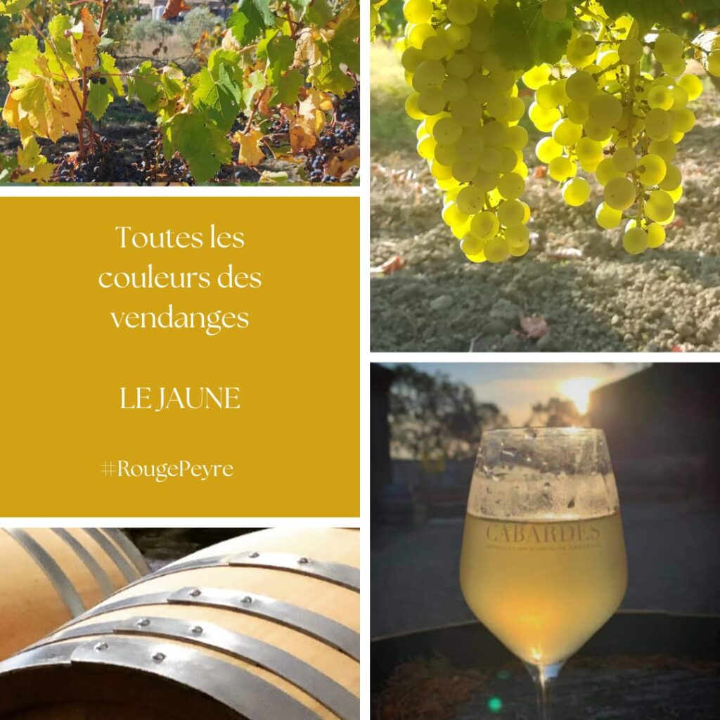 Les couleurs des vendanges le Jaune